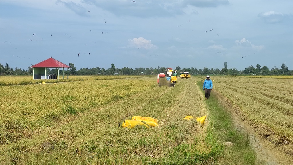 Đài thơm 2 Đài thơm 2