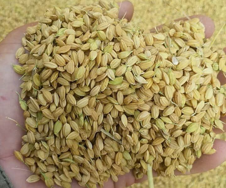 Lúa chất lượng tiếp cận hữu cơ