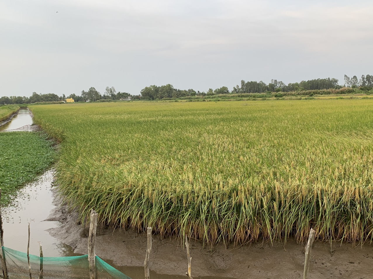 z5042859099512_936cf39153548b4fc0e6cb3c874c1bf5