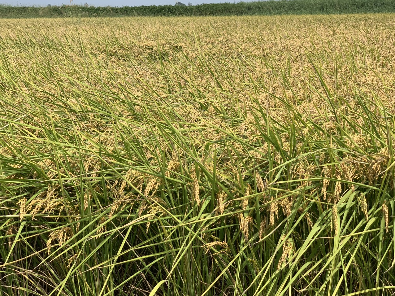 z5047730603297_15b9f71a4c530e0314d604da81640741