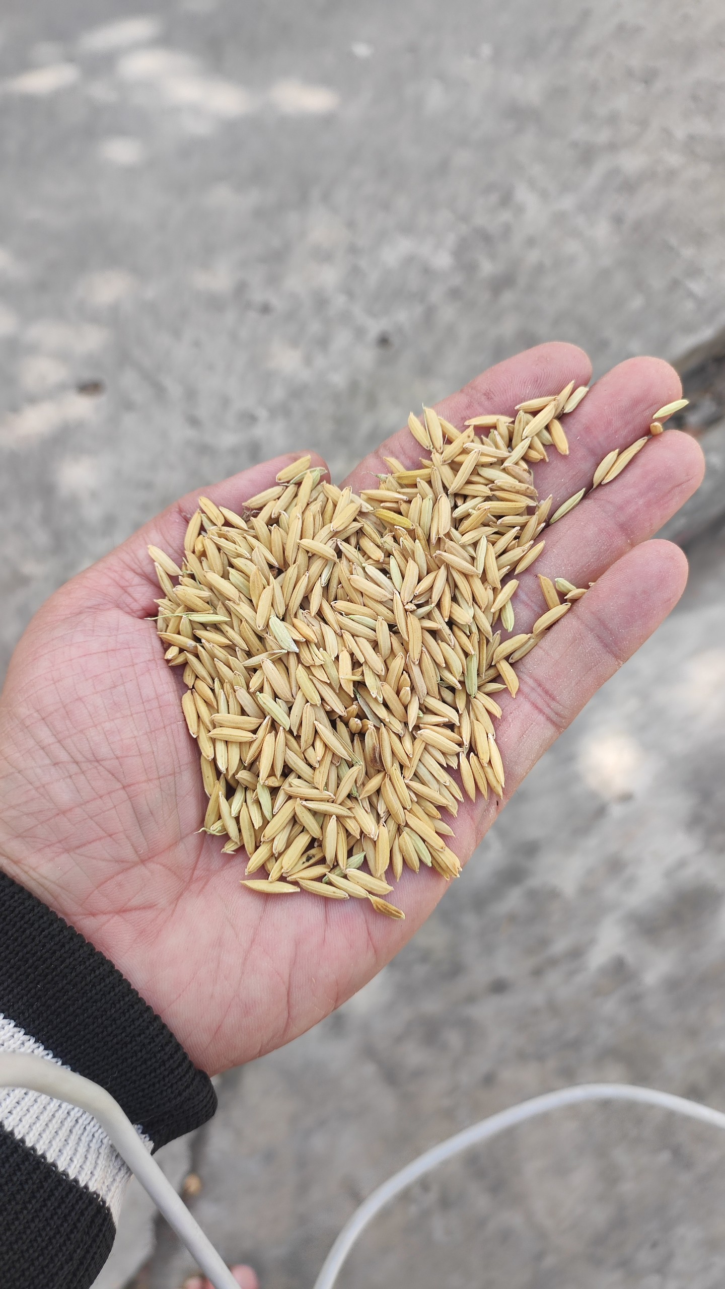 z5054447870878_1f87f4af3ccfda672ac24a1e0c2dbf2c