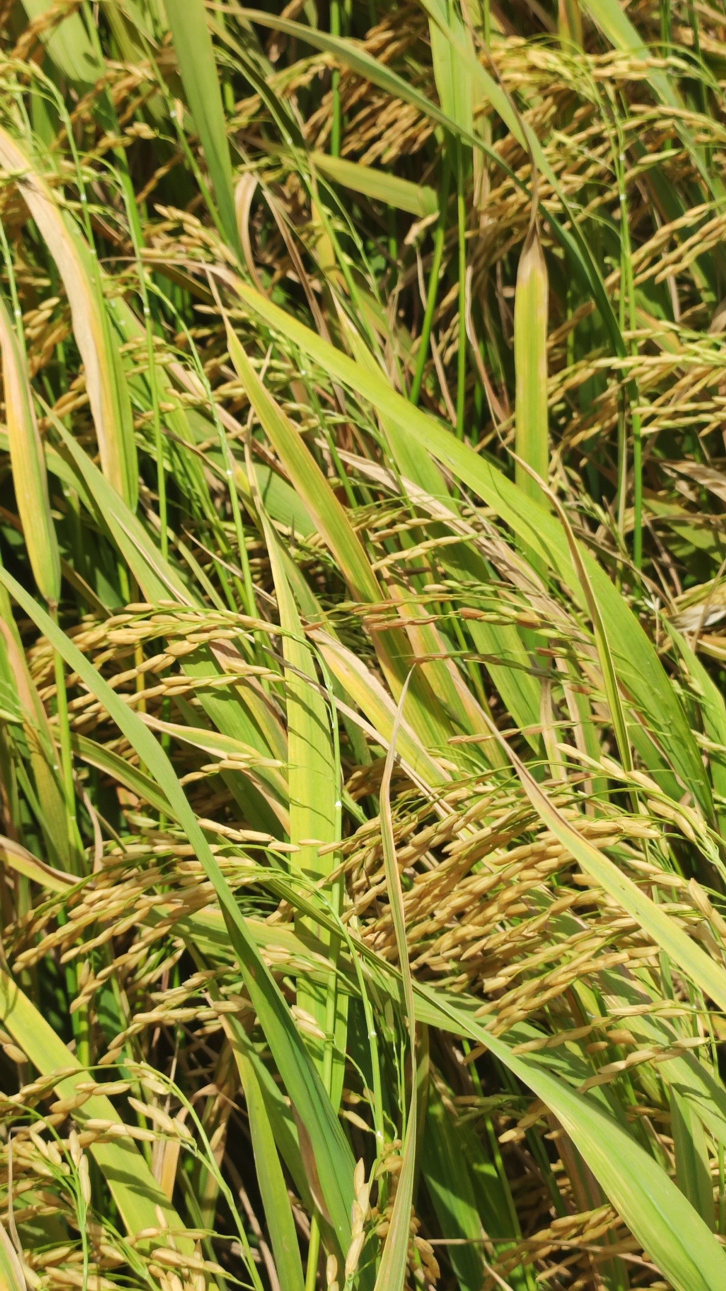 z5054447878645_ac88c690411c6ca54e7aaea40afc0cd1