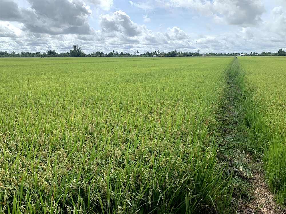 Cánh đồng 500 ha lúa hè thu, om18