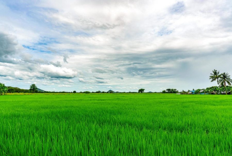 Sử Dụng Phân Thuốc Sinh Học Trên Đồng Lúa: Hành Trình Vì Gạo Sạch